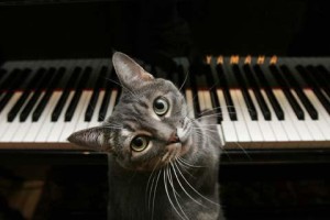pianocat-480x320